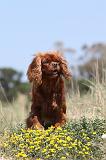 CAVALIER KING CHARLES 089